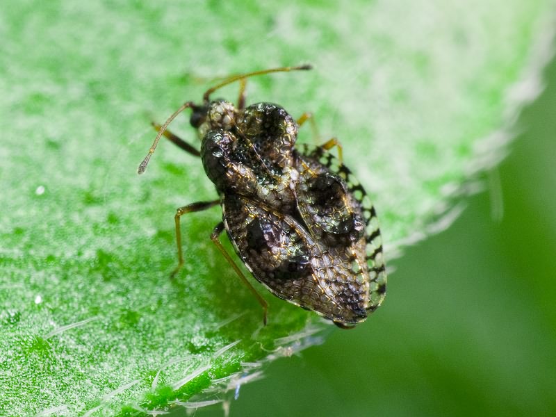 Dictyla rotundata (Herrich-Schäffer, 1835)